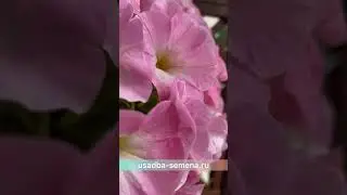 Сногсшибательная петуния по скидке|Дни распродаж| УСАДЬБА-СЕМЕНА