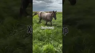 Хан атты тұлпар #youtubeshorts #horse #айғыр #reels #rek
