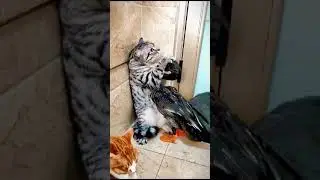 *приставучая утка*