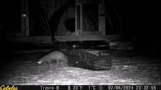 Man VS Mink...who will win?