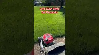 How do I Mow Tall Bermuda Grass with a Honda Lawnmower..  #tallgrass #mowing