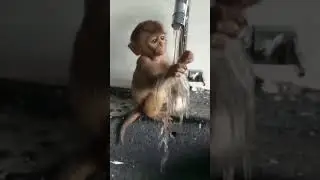 Cute Monkey, Baby Monkey