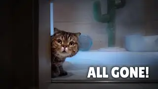 Where Have All the Cats Gone? | Kittisaurus Villains
