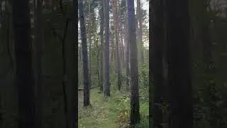 Сосновый лес.