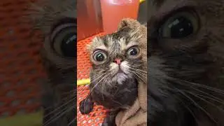 юмар с котами #юмар