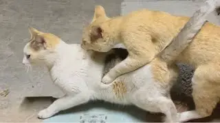 Cat matting love season | cat mating first time | cat mating call | Cat love 