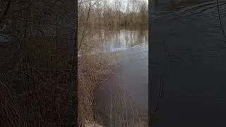 Как вам такая красота? Пение птиц, шум реки/Естественные звуки природы
