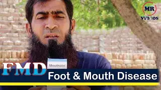 FMD Foot & Mouth Disease by MR Videos منہ کھر کی بیماری کی ویکسین لگانے کا  طریقہ اور وقت