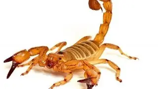 CUIDADOS COM ESCORPIÃO