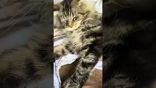 Мэйн Кун просит покушать