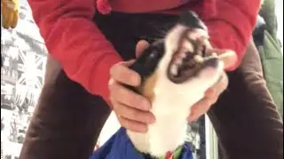 Angry Jack Russell