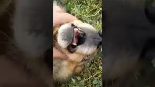 Рыжий зверь по кличке Шарик 