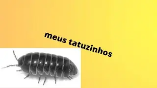 meus tatuzinhos de estimação