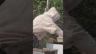 Arı çoğaltma