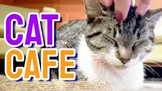 Orlando Cat Cafe (Clermont, FL) | Coffee, Sweets & Kitties!