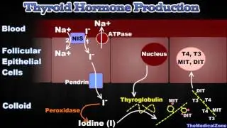 Thyroid Gland and Thyroid Hormones - [T3, T4, Thyroglobulin, Iodide Trapping etc.]