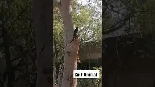 Cuit Animals 
