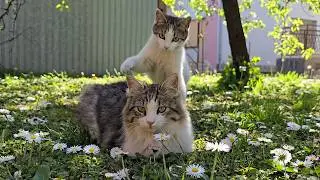 Relaxing Cat Video 290