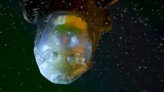 Barreleye Fish with see-through skull