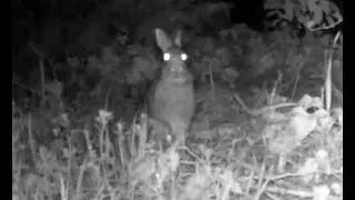 April Trailcam Footage