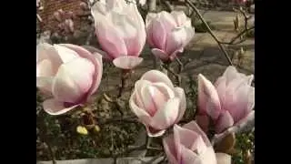 A beautiful moment - spring season, magnolia.