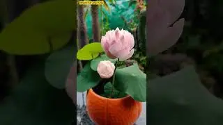 Grow Lotus in Small Pots | 