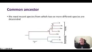 Molecular phylogeny (Cladistics)
