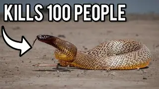 Inland Taipans: The Most Dangerous Snakes On Earth