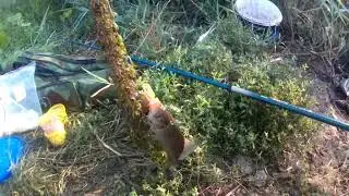 #Ловля_карася_на_кормаки #чеснок_против_мёда