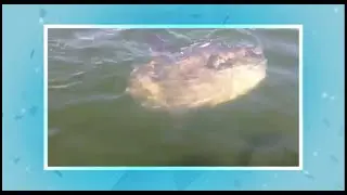 Man with Bostonian accent thinks he sees a whale