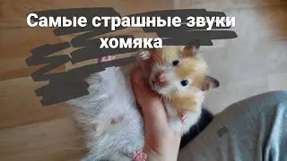 Самые страшные звуки хомяка😱Слабонервным не смотреть!