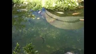 Colour fish Beautiful KOI CARP #Shorts