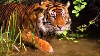 Big Cats -  "The Orchestral Point of no Return" by Roger Subirana