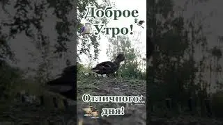 Доброе утро!!!