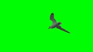 Flying Seagull Bird - Free Green Screen Effect