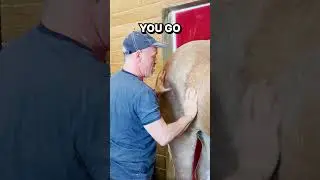 Rescue Horse "Berry" Survives the "Meat Market" ~  Left Spasming in PAIN  ~ Get's Chiropractic!