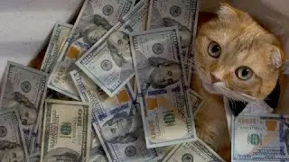 Let's work on the MONEY CHANNEL. February 15, 2021
