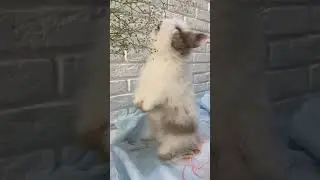 Rabbit video||cute rabbit🐇🐰 video||rabbit eating||