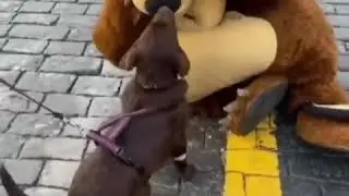 Гусейн мишка