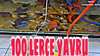 AKVARYUM CİKLET BALIKLARI HER YERDELER