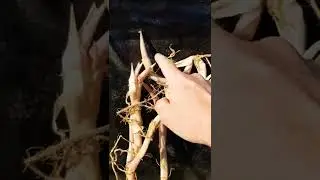 Pond reconstruction | Glued in an easy way | POND PONDS