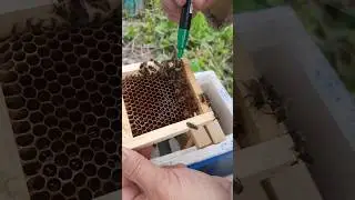 метим молодых маток маркером, в мининуклеусе  