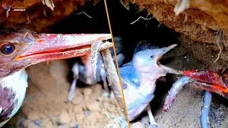 Mother Kingfisher Delivers Tasty Treats to Her Chicks