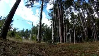 wood training