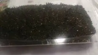 Посадка Виолы по снегу. Смотрите, учитесь, задавайте вопросы.