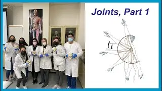 Joints, Part 1