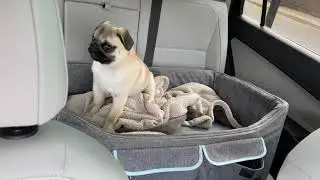 Pug Puppy Crying in car