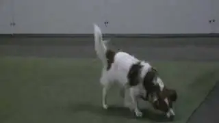Lumi 3 Dogdance Frozenland Freestyle Dogs