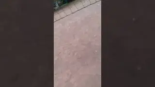 это попит!