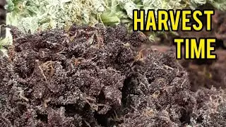 HARVEST TIME, WEEK 9, BLACKBERRY KUSH AUTOFLOWERS, 2x4 GROW TENT, LED GROW LIGHT